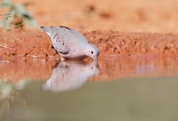 Common ground dove (Columbina passerina) drinking water, Texas, USA