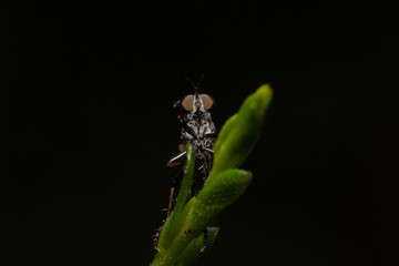 Robber fly on leaf