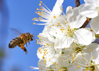 Biene im Flug mit Pollenhöschen am Apfelbaum mit blauem Himmel bestäubt