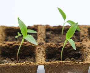Kleine junge Gemüsepflanzen in der Anzucht