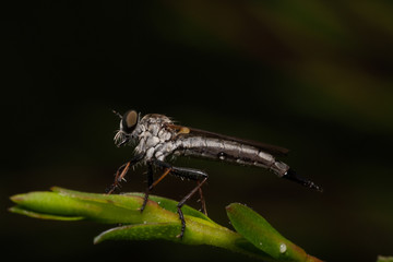 Robber fly on leaf