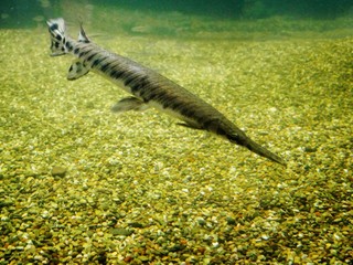 Closeup of a Gar fish