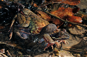 Grasfrösche (Rana temporaria) bei fehlerhafter Paarungs-Umklammerung-  common frogs