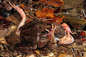 Grasfrösche (Rana temporaria) bei fehlerhafter Paarungs-Umklammerung-  common frogs
