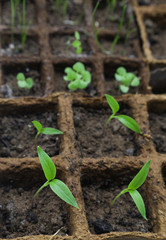 Kleine junge Gemüsepflanzen in der Anzucht