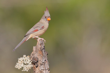 Pyrrhuloxia (Cardinalis sinuatus) female perched, South Texas, USA