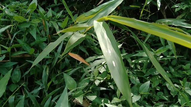 close up green bamboo leaves in the nature
