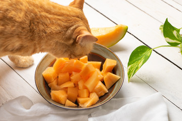 cat looking cantaloupe melon on white background