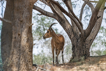 Nubian Ibex is a desert-dwelling goat.