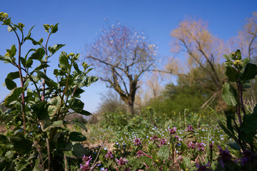 Unkraut und Blumen mit Baum im Hintergrund blühen als Frühlingsboten in schöner Landschaft