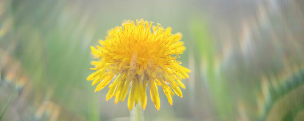 Fototapeta na wymiar Spring flowers under the bright sun among greenery, selective focus, bokeh