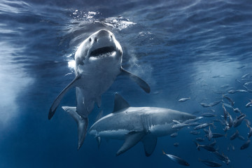 Two Great White Sharks 
