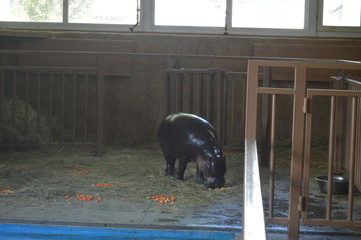 hippo in water