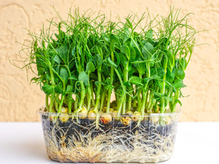 bunch of green pea sprouts growing in pot for microgreens