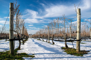 Vineyard with snow on the ground