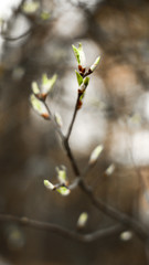 flowers in spring