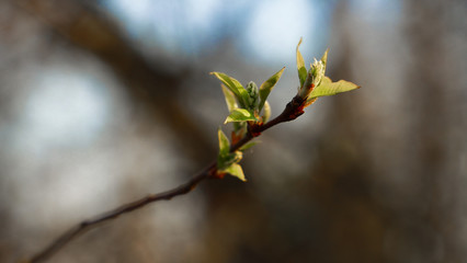 branch of tree in spring