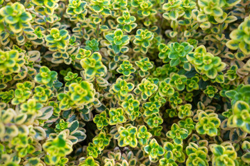 small leaves background