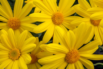 Fototapeta premium colorful chrysanths
