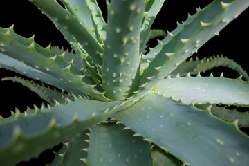 Aloe closeup