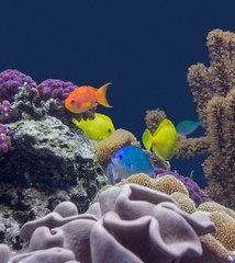 coral reef scenery