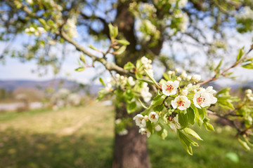 Apfelblüten am Baum reichen bis in die Kamera mit Unschärfe