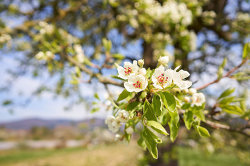 Apfelblüten am Baum reichen bis in die Kamera mit Unschärfe