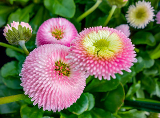 pink daisy flowers