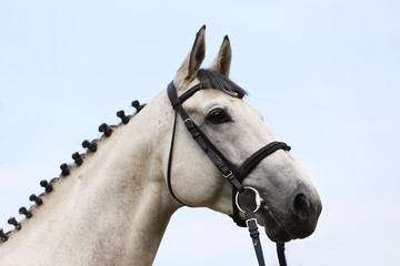 Head of a beautiful thoroughbred mare