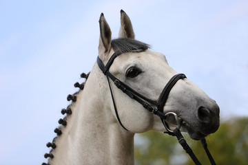 Head of a beautiful thoroughbred mare