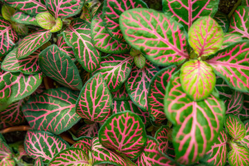 Fototapeta premium nerve plant closeup