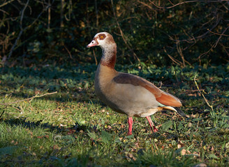 Kanadagans am Spazierengehen