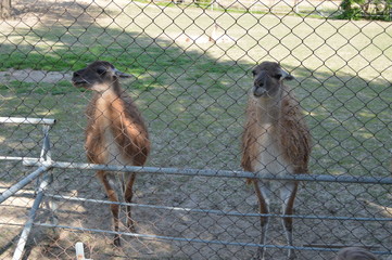 portrait of lama