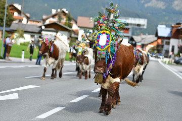 Almabtrieb in Gosau (Bezirk Gmunden, Salzkammergut, Oberösterreich) - Ceremonial Autumn Cattle...