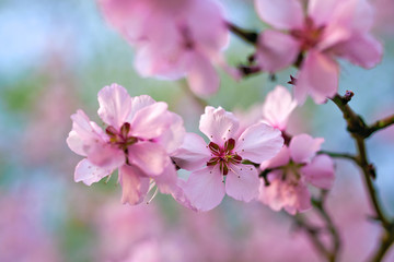beautiful spring landscape - blooming trees, bright pink and white flowers as background