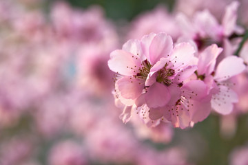 beautiful spring landscape - blooming trees, bright pink and white flowers as background