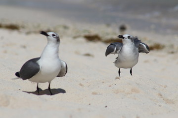 Naturaleza y Paisaje (Playa)