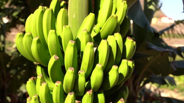Green canarian bananas ripening on the palm tree on a sunny winter day.