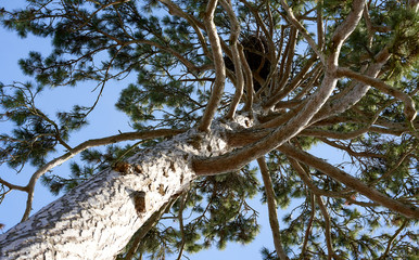 Fototapeta na wymiar Storchennest auf Nadelbaum von unten durch die Äste fotografiert