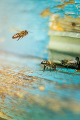 Close-up of a bee flying in a beehive at sunrise