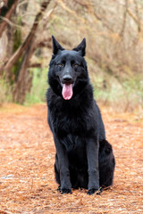 Portrait of Black German shepherd in the park