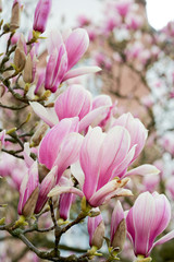 Obraz premium Magnolien Blüten weitwinklig im Vordergrund vor altem Haus und himmel im Gegenlicht am Abend mit weichem Bokeh