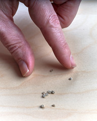 Tomato seeds are being picked up in order to put them into the soil.