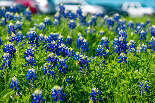 Blue bonnets in Texas