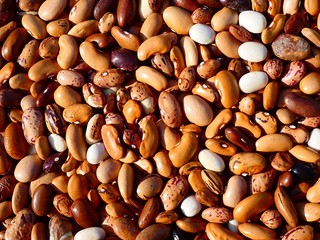 background of beans in different colors