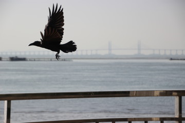 silhouette of birds on roof