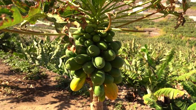 Green canary mangoes ripening on the plant on a sunny winter day. Banana plantations can be seen in the background.