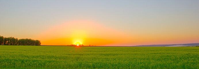 Rural landscape. Beautiful sunset over a rapeseed field. Agriculture. Summer background. Panoramic banner.