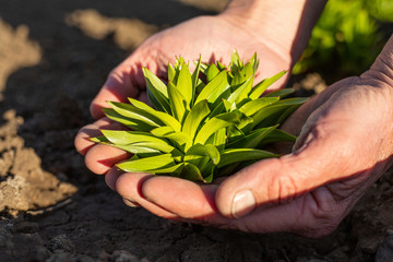 Man is engaged in a garden.