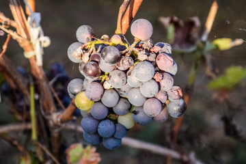 Grapes on vine. The grapes on the vine dry out and deteriorate.